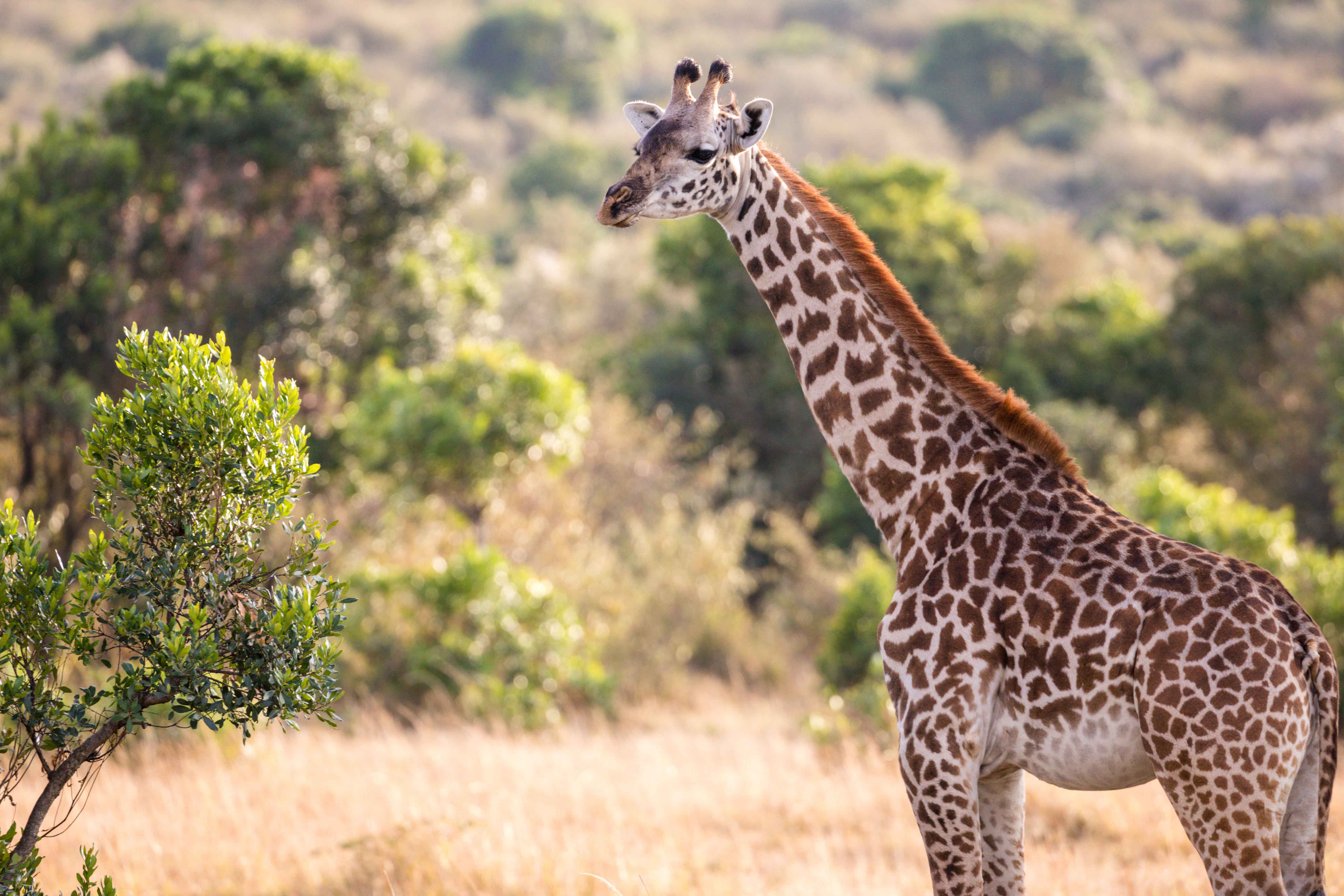 Lake Manyara